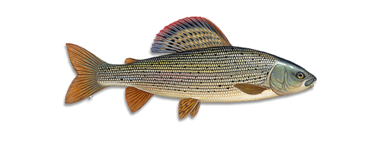 Kupa Fly Fishing logo