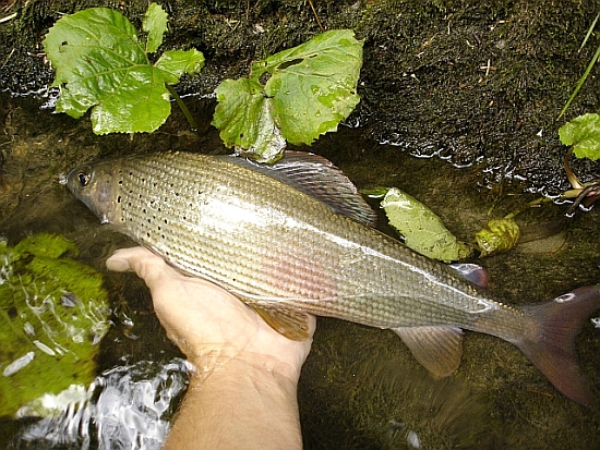 Grayling